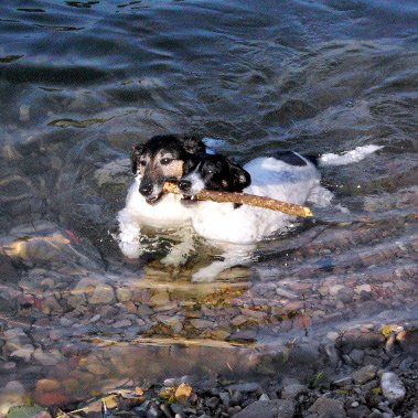 Das Bild zeigt einen Hund aus der Rubik Kundenfeedbacks