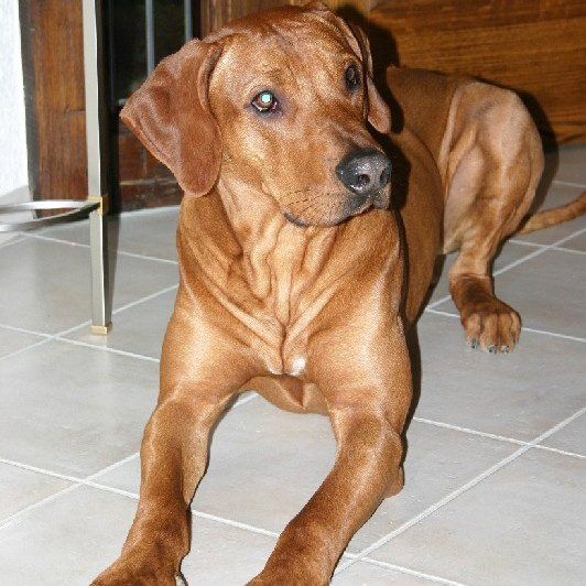 Das Bild zeigt einen Hund aus der Rubik Kundenfeedbacks