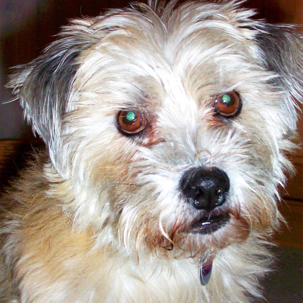 Das Bild zeigt einen Hund aus der Rubik Kundenfeedbacks