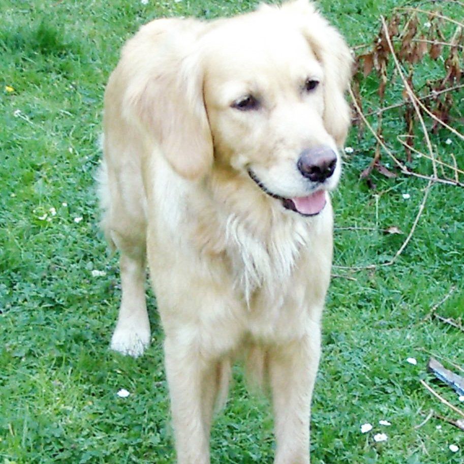 Das Bild zeigt einen Hund aus der Rubik Kundenfeedbacks