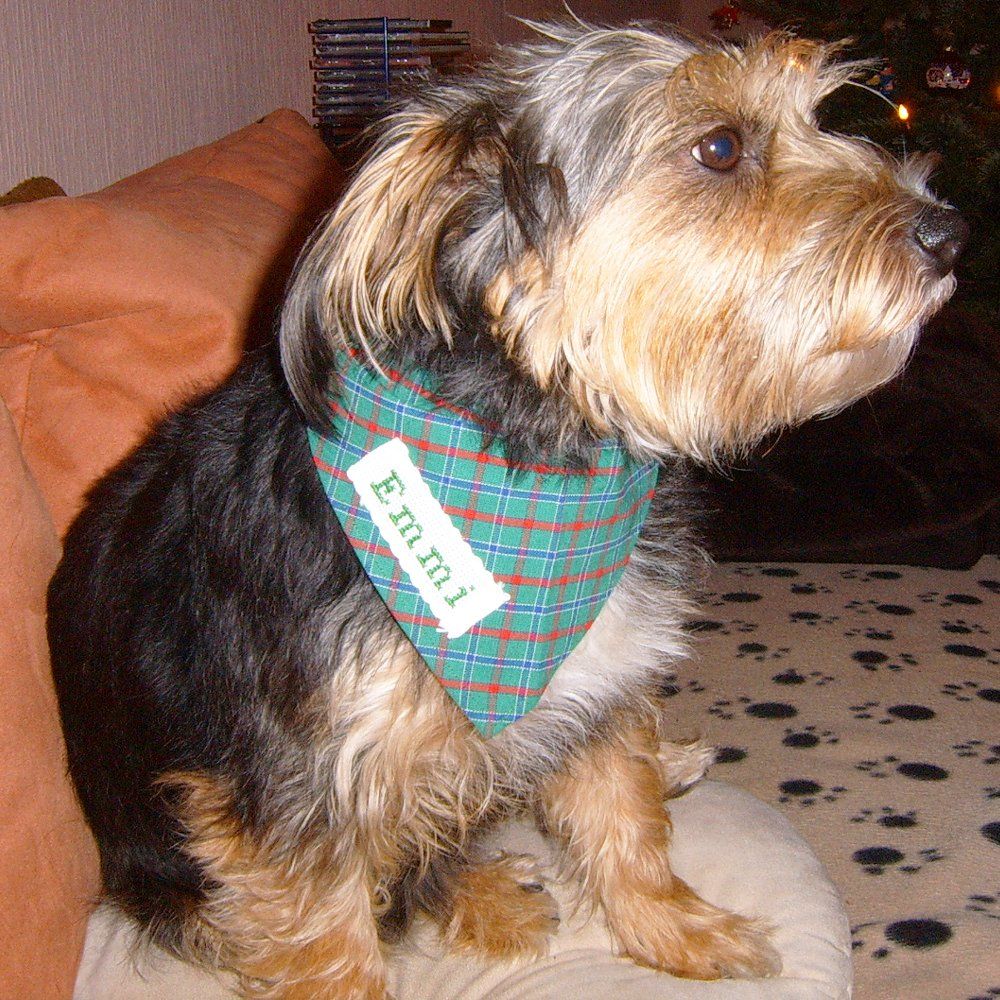 Das Bild zeigt einen Hund aus der Rubik Kundenfeedbacks