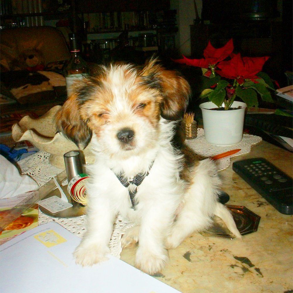 Das Bild zeigt einen Hund aus der Rubik Kundenfeedbacks