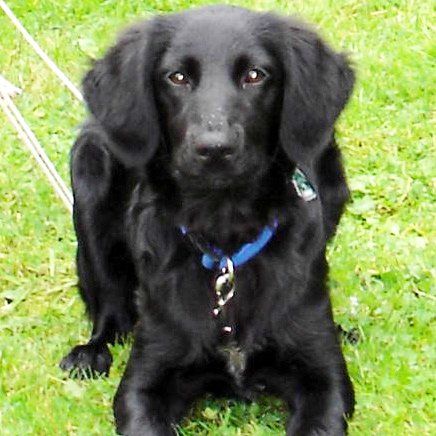 Das Bild zeigt einen Hund aus der Rubik Kundenfeedbacks