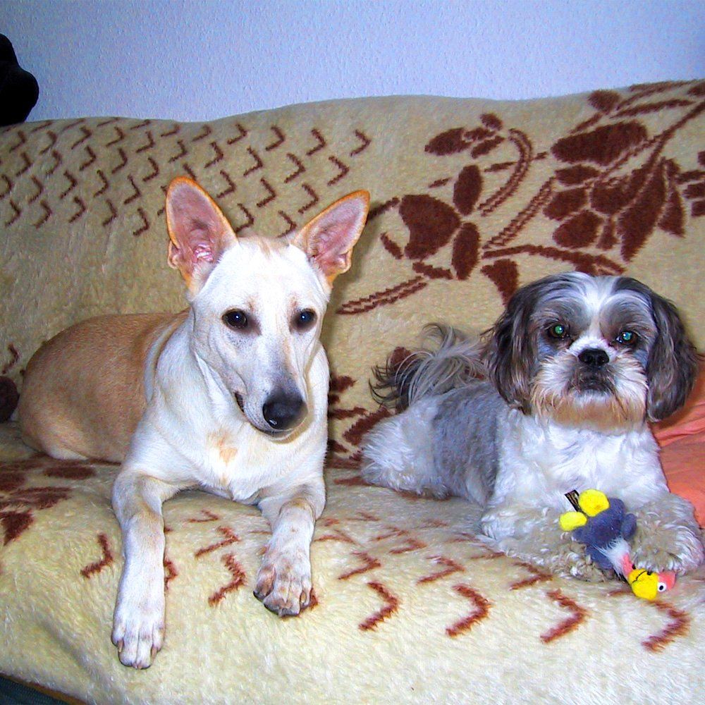 Das Bild zeigt einen Hund aus der Rubik Kundenfeedbacks