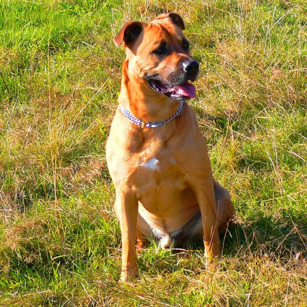 Das Bild zeigt einen Hund aus der Rubik Kundenfeedbacks