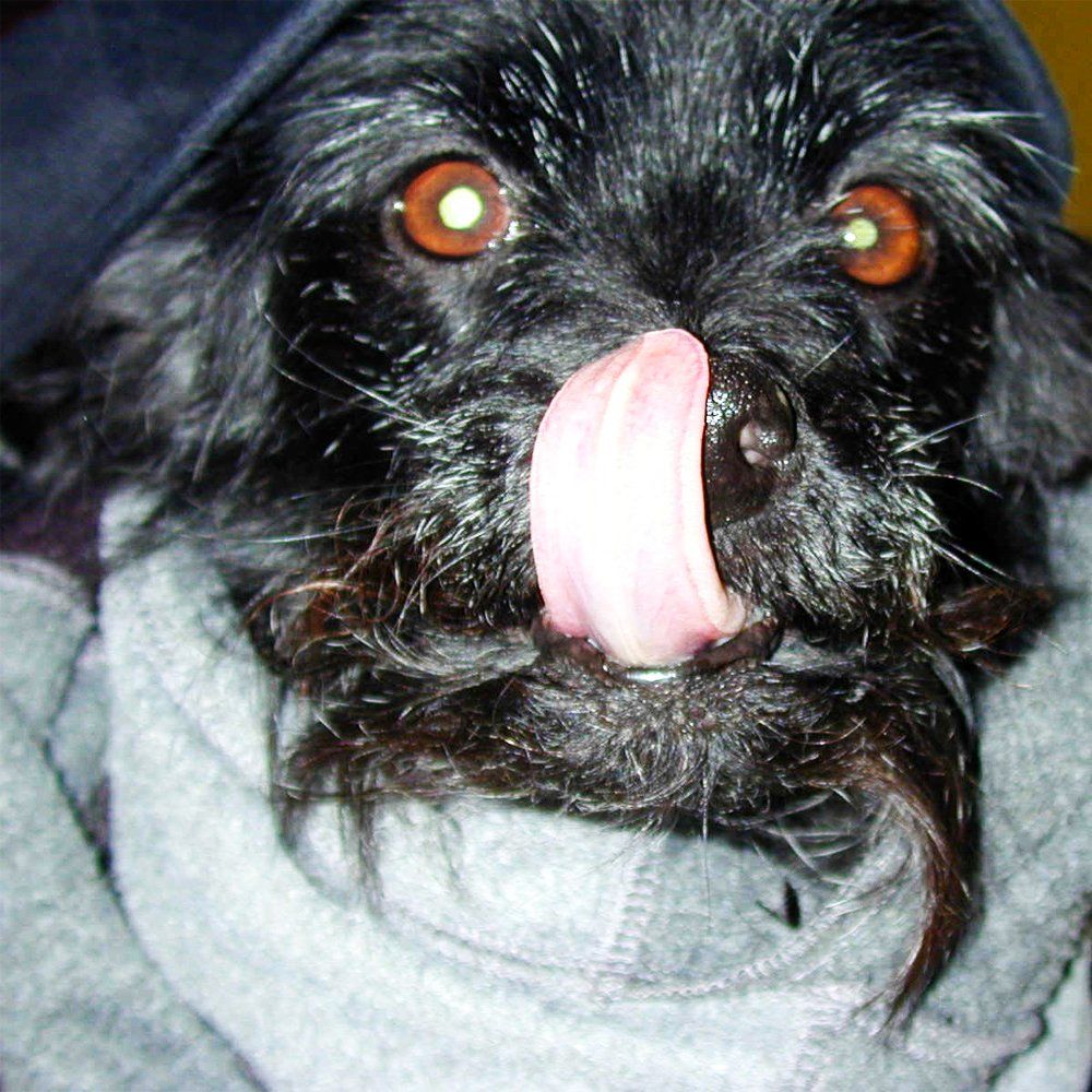 Das Bild zeigt einen Hund aus der Rubik Kundenfeedbacks