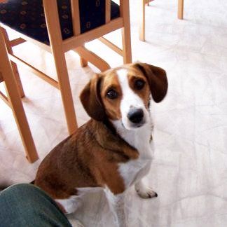 Das Bild zeigt einen Hund aus der Rubik Kundenfeedbacks