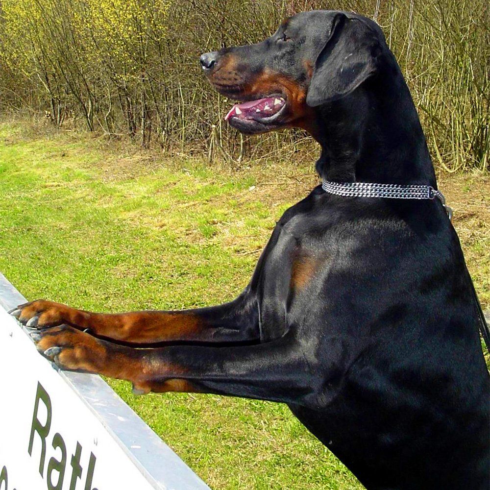 Das Bild zeigt einen Hund aus der Rubik Kundenfeedbacks