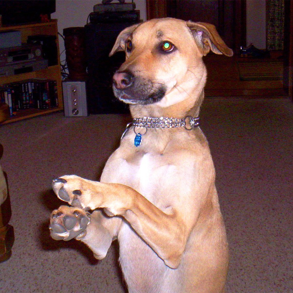 Das Bild zeigt einen Hund aus der Rubik Kundenfeedbacks