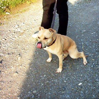 Das Bild zeigt einen Hund aus der Rubik Kundenfeedbacks