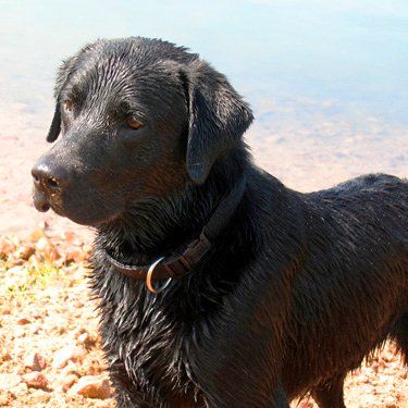 Das Bild zeigt einen Hund aus der Rubik Kundenfeedbacks