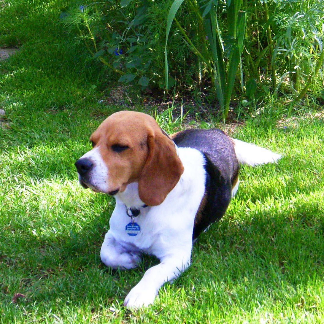 Das Bild zeigt einen Hund aus der Rubik Kundenfeedbacks