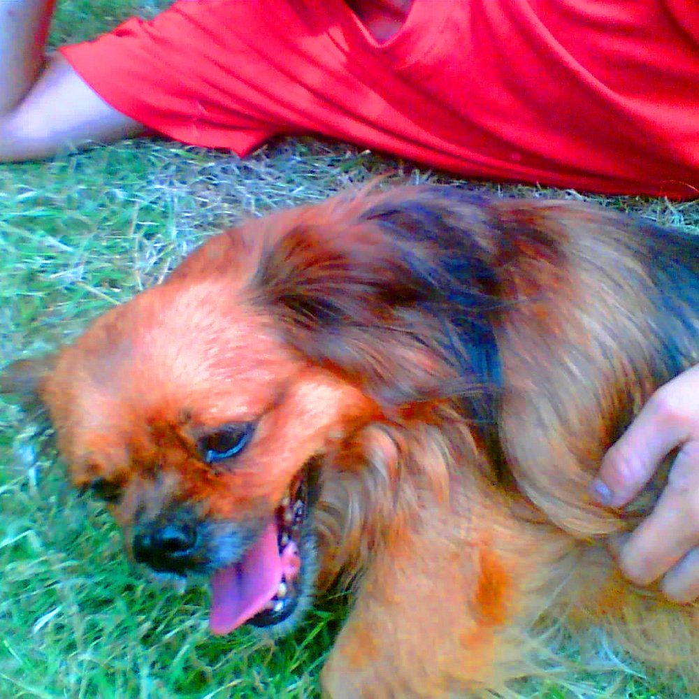 Das Bild zeigt einen Hund aus der Rubik Kundenfeedbacks