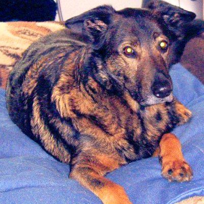 Das Bild zeigt einen Hund aus der Rubik Kundenfeedbacks