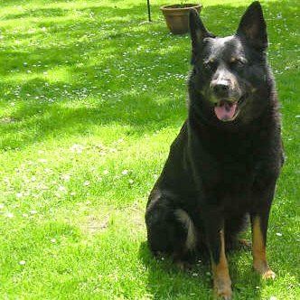 Das Bild zeigt einen Hund aus der Rubik Kundenfeedbacks