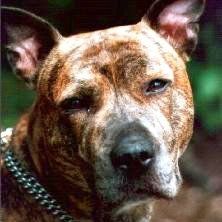 Das Bild zeigt einen Hund aus der Rubik Kundenfeedbacks