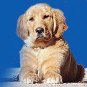 Das Bild zeigt einen Hund aus der Rubik Kundenfeedbacks