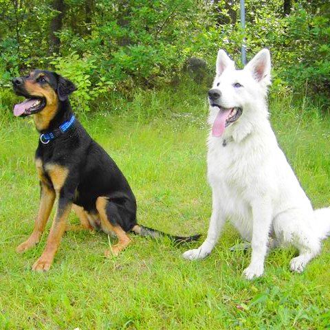Das Bild zeigt einen Hund aus der Rubik Kundenfeedbacks