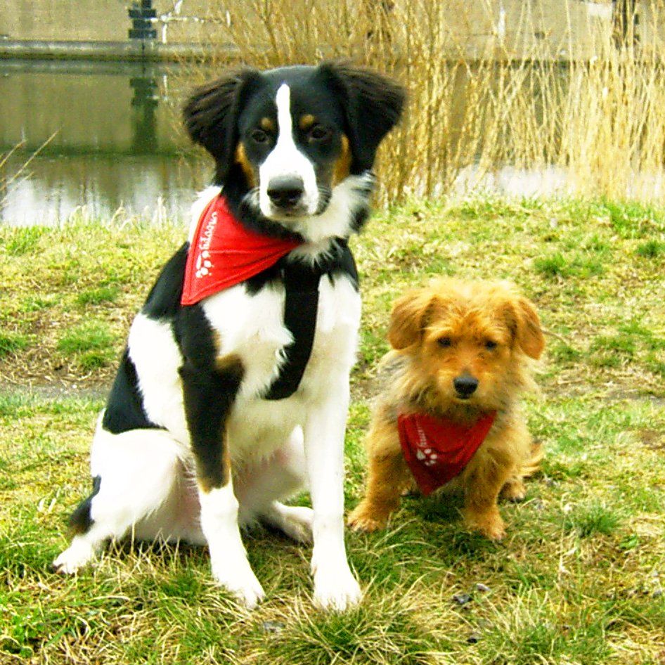 Das Bild zeigt einen Hund aus der Rubik Kundenfeedbacks