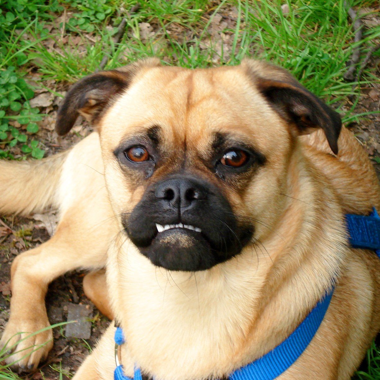 Das Bild zeigt einen Hund aus der Rubik Kundenfeedbacks