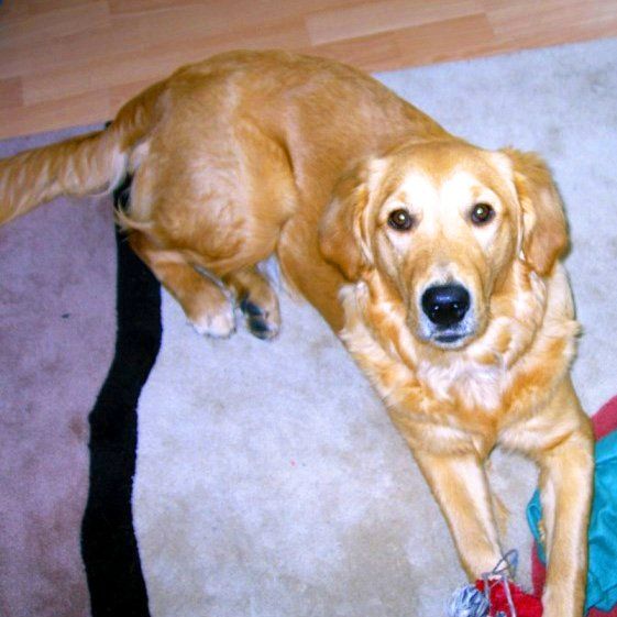 Das Bild zeigt einen Hund aus der Rubik Kundenfeedbacks