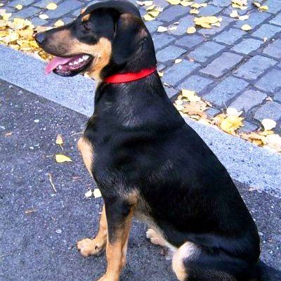 Das Bild zeigt einen Hund aus der Rubik Kundenfeedbacks