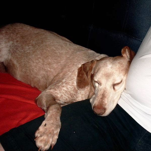 Das Bild zeigt einen Hund aus der Rubik Kundenfeedbacks