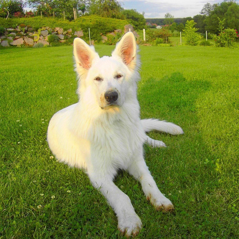 Das Bild zeigt einen Hund aus der Rubik Kundenfeedbacks