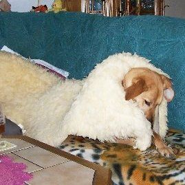 Das Bild zeigt den Hund eines unserer Kunden