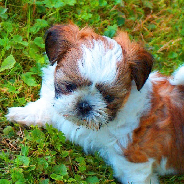 Das Bild zeigt den Hund eines unserer Kunden