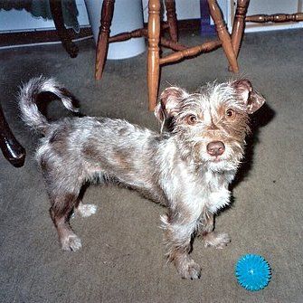 Das Bild zeigt den Hund eines unserer Kunden