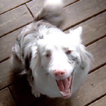 Das Bild zeigt den Hund eines unserer Kunden