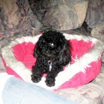 Das Bild zeigt dDas Bild zeigt den Hund eines unserer Kundenen Hund eines unserer Kunden