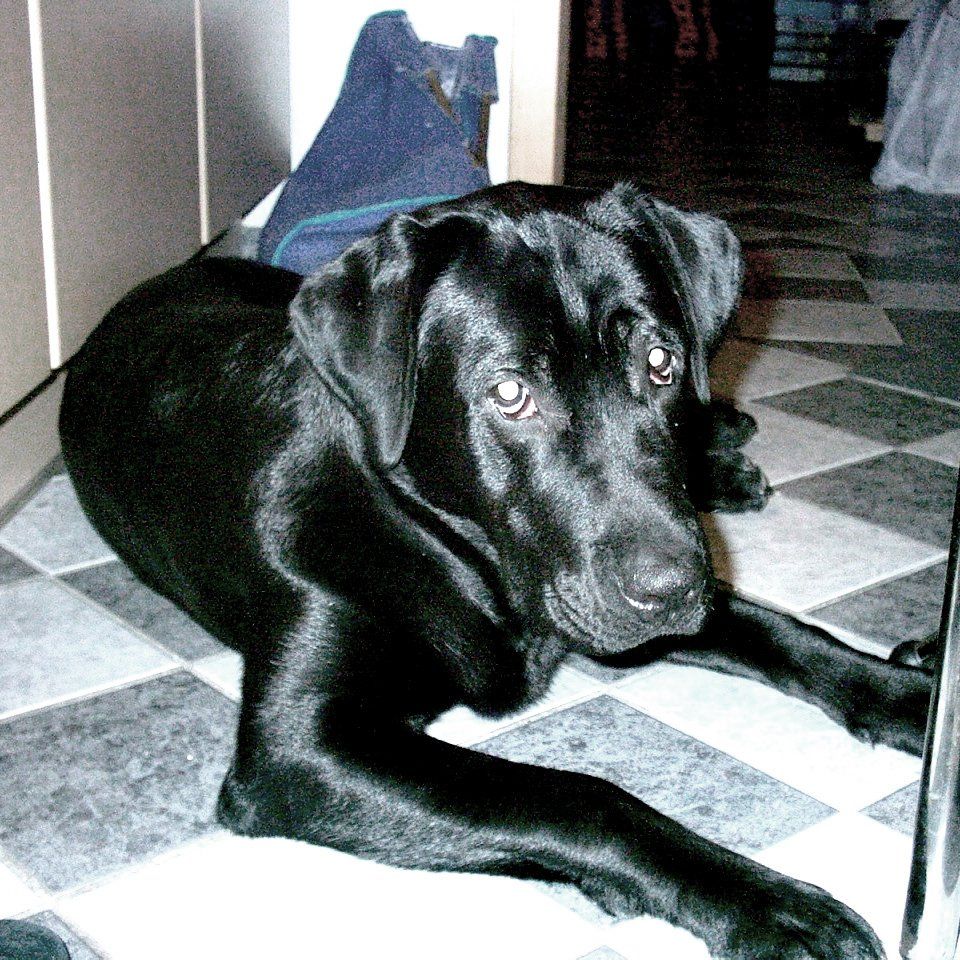 Das Bild zeigt den Hund eines unserer Kunden