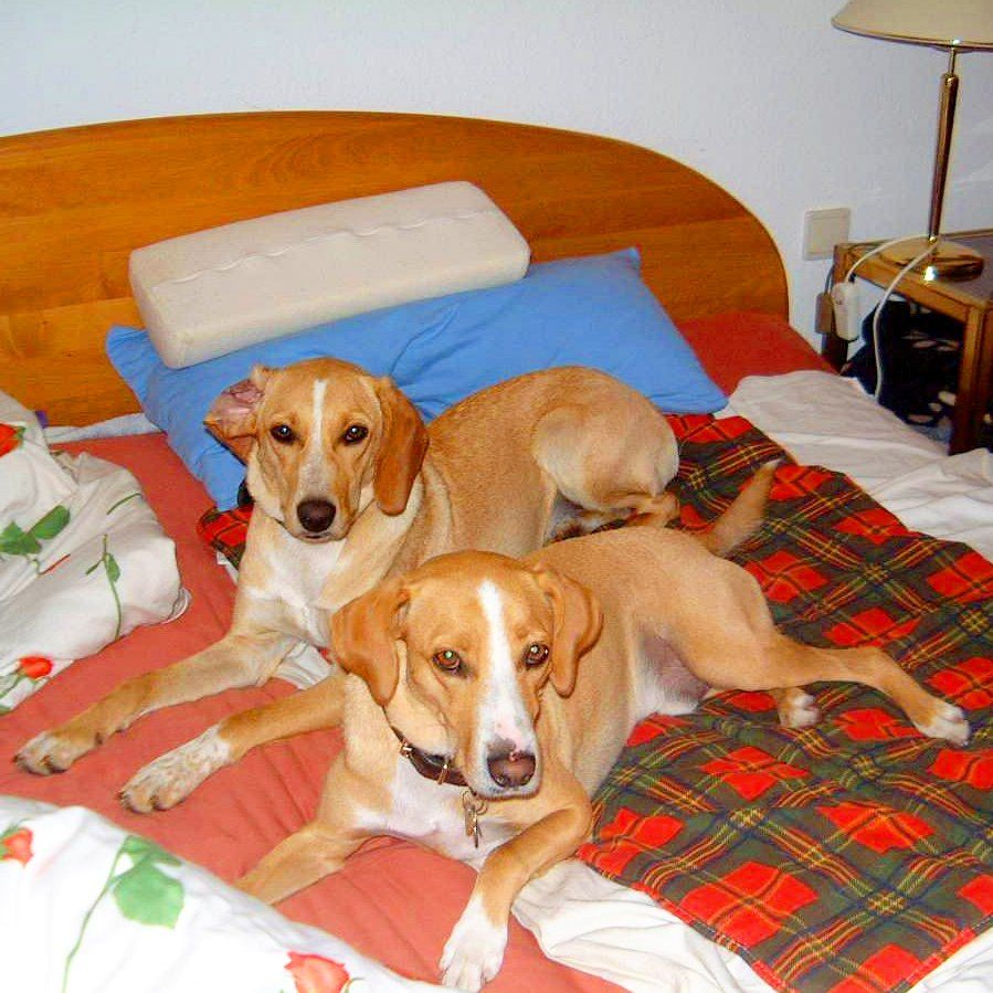 Das Bild zeigt den Hund eines unserer Kunden