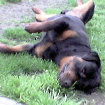 Das Bild zeigt den Hund eines unserer Kunden