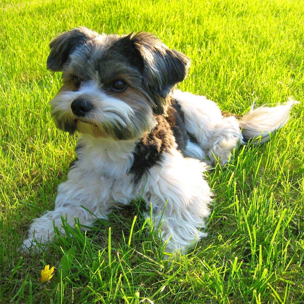 Das Bild zeigt den Hund eines unserer Kunden