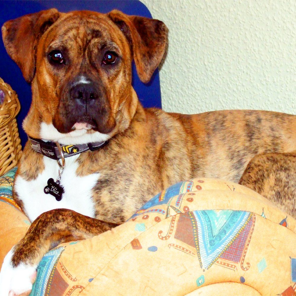 Das Bild zeigt den Hund eines unserer Kunden