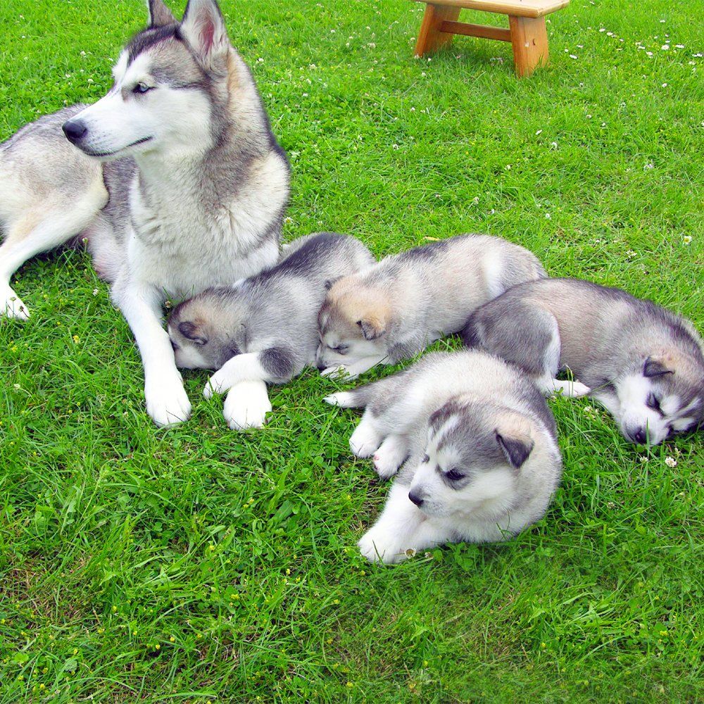 Das Bild zeigt den Hund eines unserer Kunden