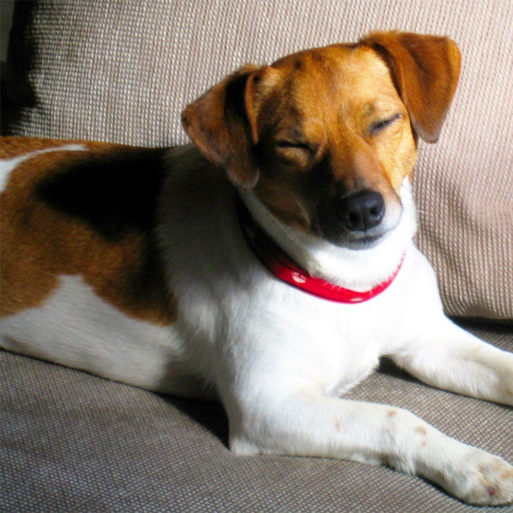 Das Bild zeigt den Hund eines unserer Kunden