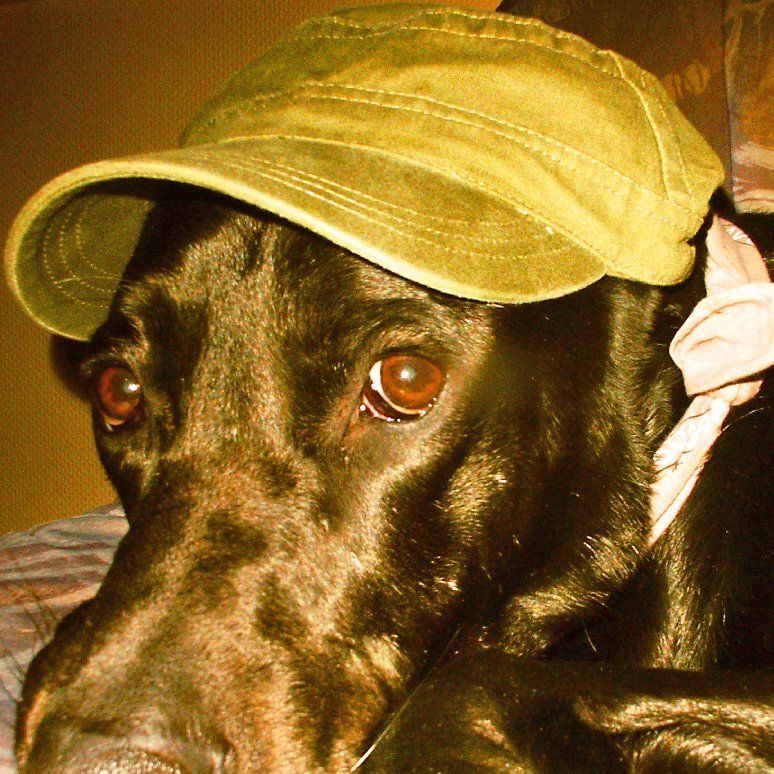 Das Bild zeigt einen Hund aus der Rubik Kundenfeedbacks