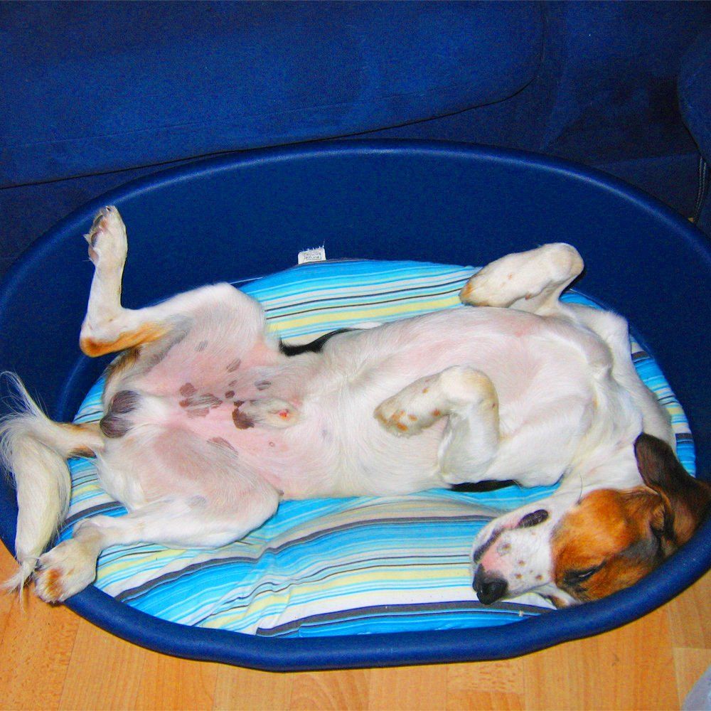 Das Bild zeigt den Hund eines unserer Kunden