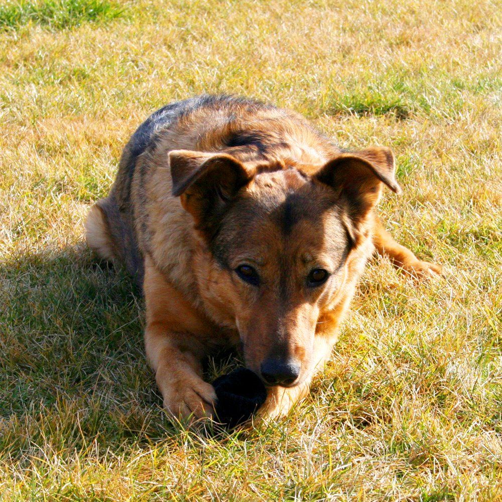 Das Bild zeigt einen Hund aus der Rubik Kundenfeedbacks