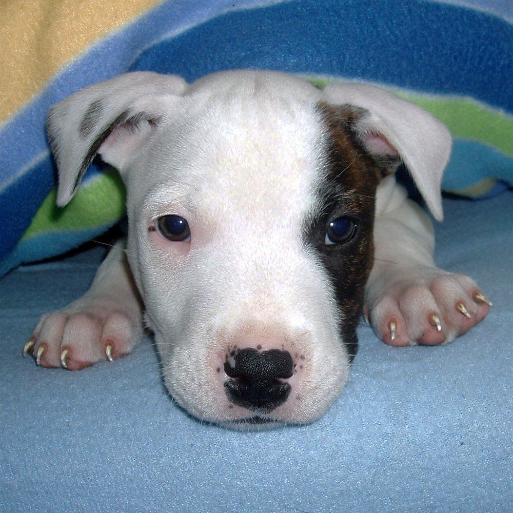 Das Bild zeigt den Hund eines unserer Kunden