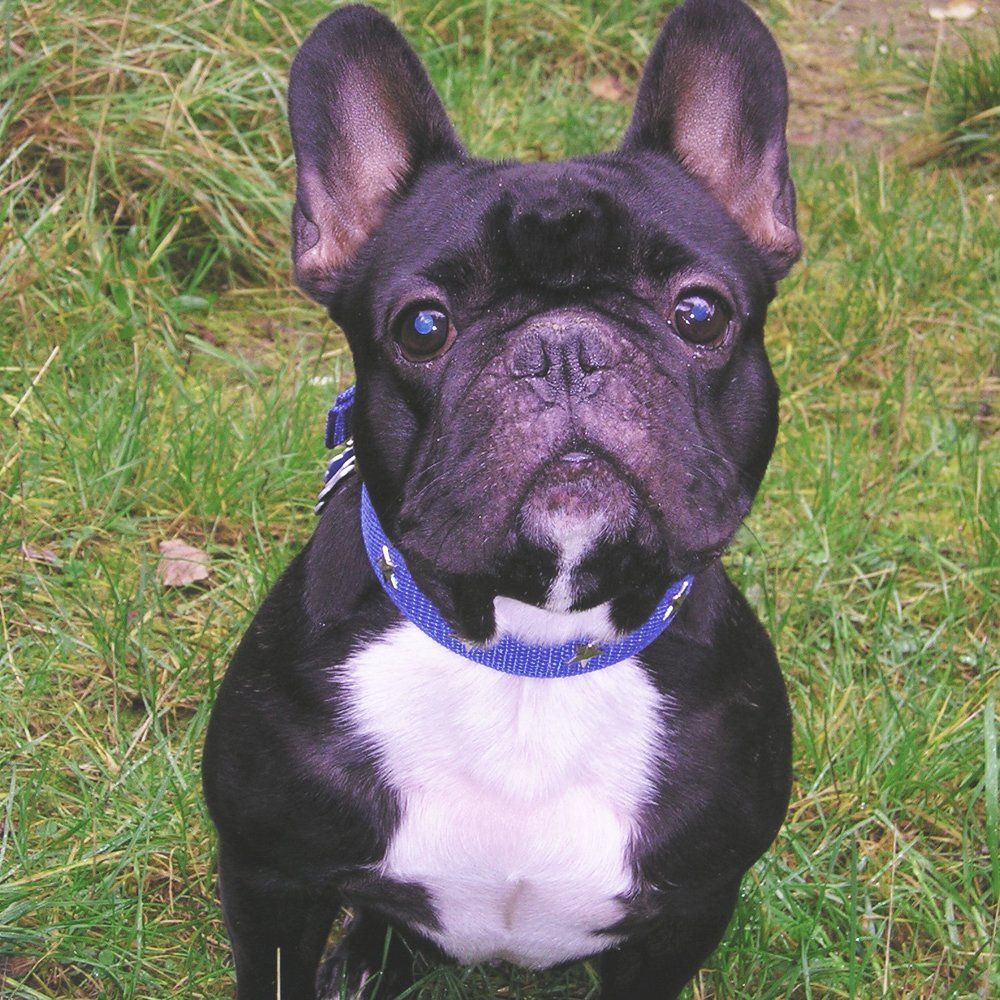 Das Bild zeigt den Hund eines unserer Kunden