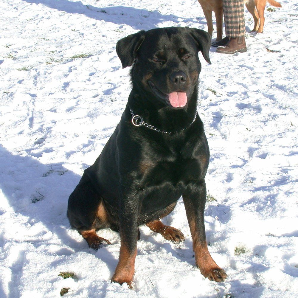 Das Bild zeigt den Hund eines unserer Kunden