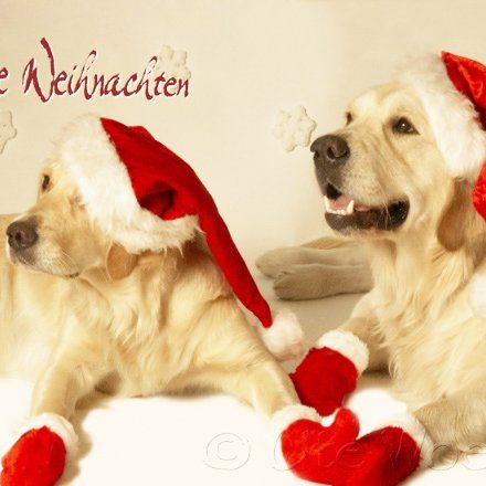 Das Bild zeigt einen Hund aus der Rubik Kundenfeedback