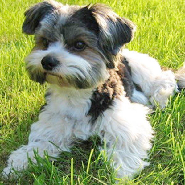 Das Bild zeigt einen Hund aus der Rubik Kundenfeedbacks