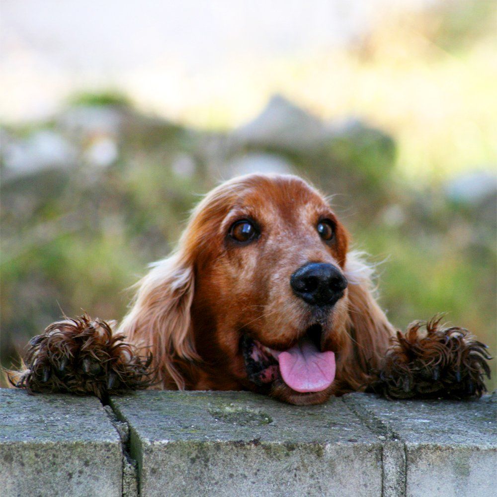 Das Bild zeigt einen Hund aus der Rubik Kundenfeedbacks