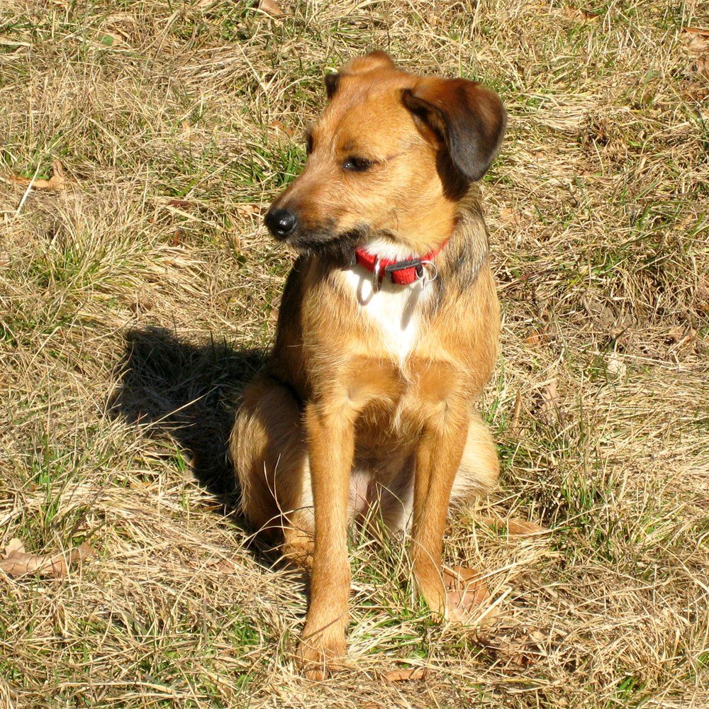 Das Bild zeigt einen Hund aus der Rubik Kundenfeedbacks